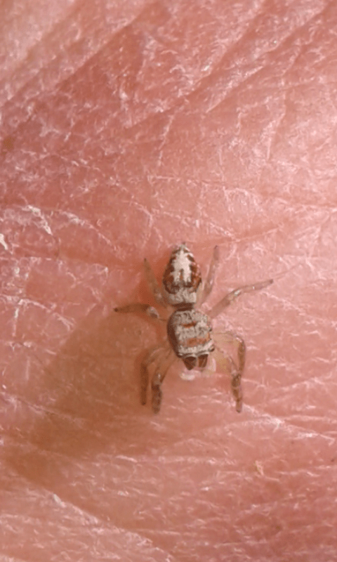 Salticidae : Icius sp.? S, giovanissimo